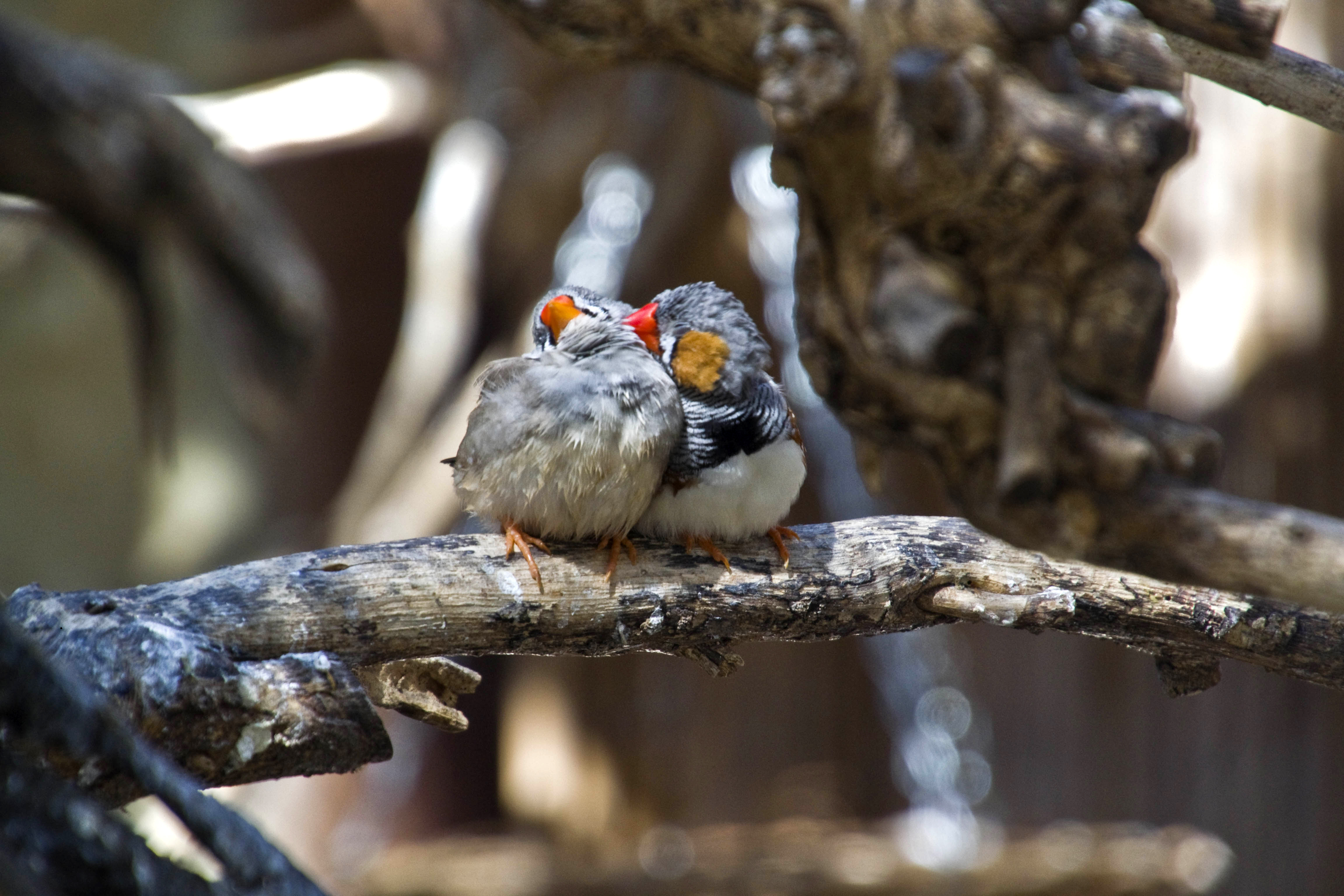 Limassol zoo-zebra finches